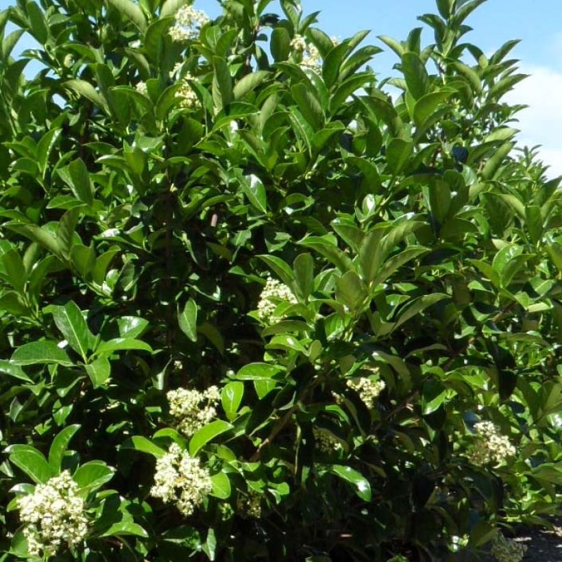 Viburnum lucidum - Viorne luisante (Foliage)