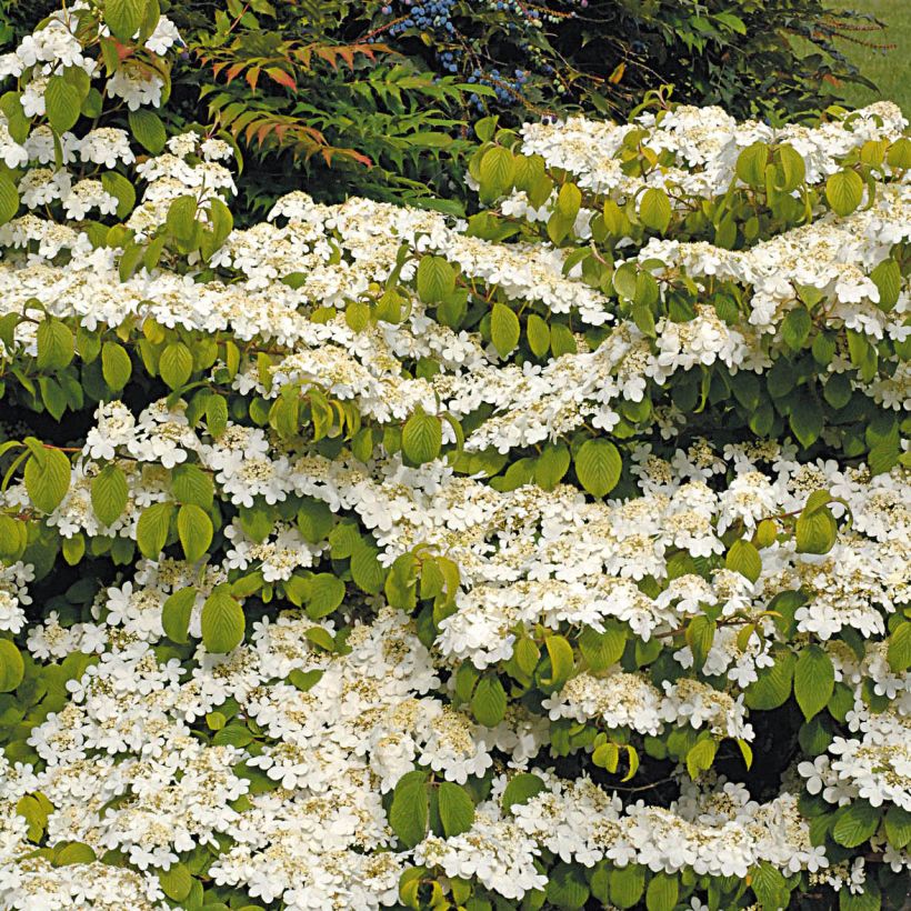 Viorne de Chine - Viburnum plicatum Mariesii Great Star (Plant habit)