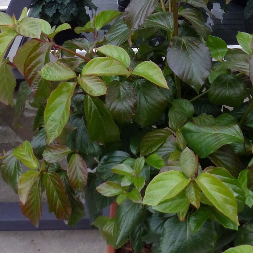 Viorne - Viburnum Shiny Dancer (Foliage)