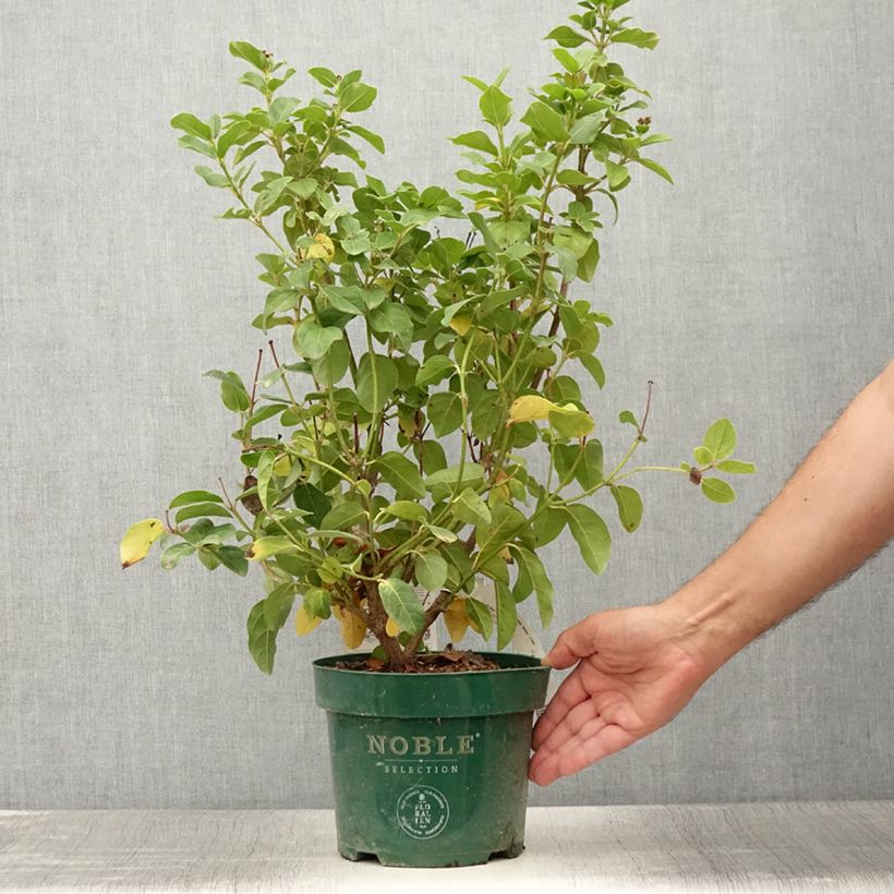 Example of Viburnum tinus Lisarose - Laurier-tin rose Pot de 3L/4L as you get in ete