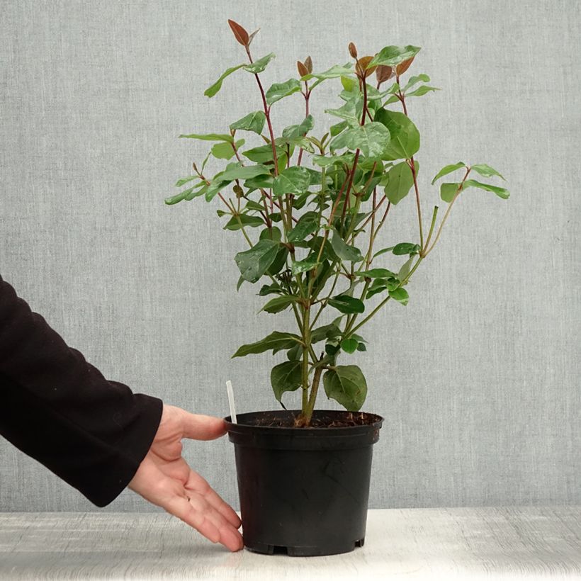 Example of Viburnum tinus Purpureum - Viorne tin, Laurier tin  Pot de 2L/3L as you get in automne