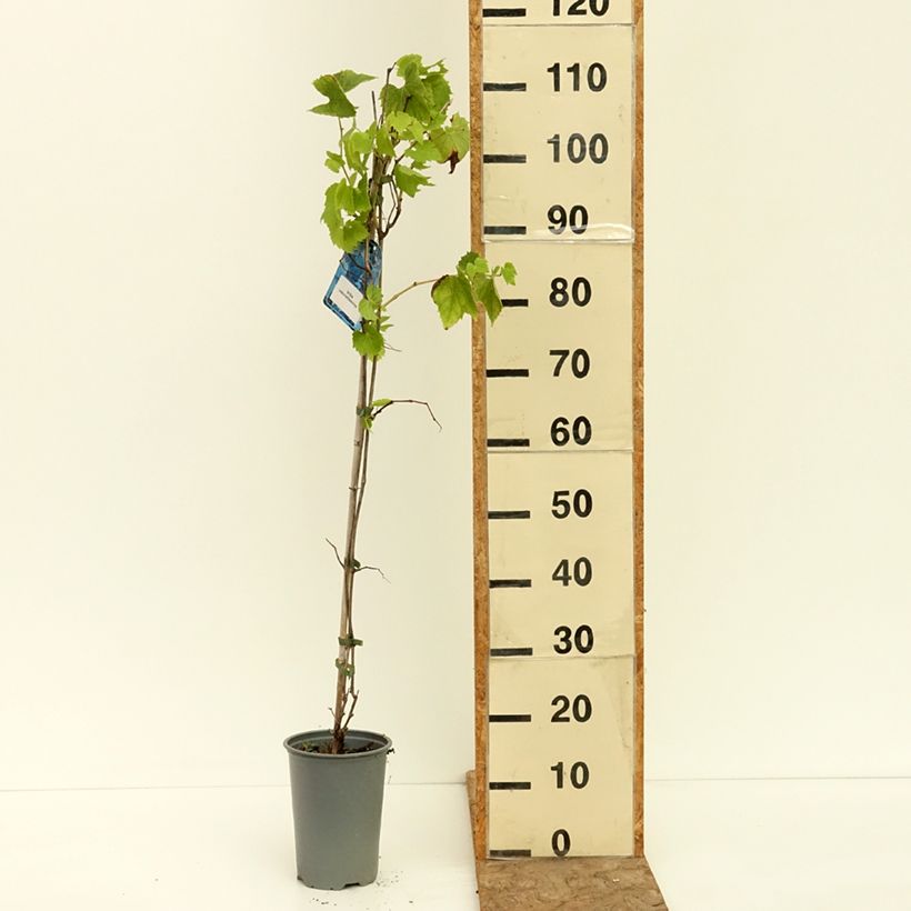 Example of Vigne d'ornement - Vitis odoratissima (vulpina, riparia) Pot de 3L/4L as you get in ete