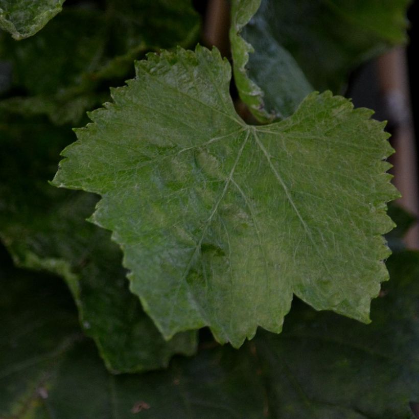 Vigne Muscat champion (Foliage)