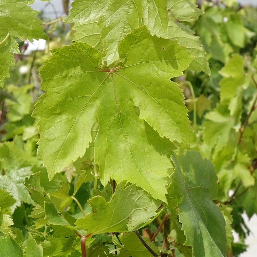 Vigne Muscat de Hambourg (Foliage)