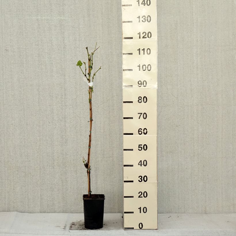 Example of Vigne New York Muscat - Vitis vinifera  Pot de 2L/3L as you get in automne