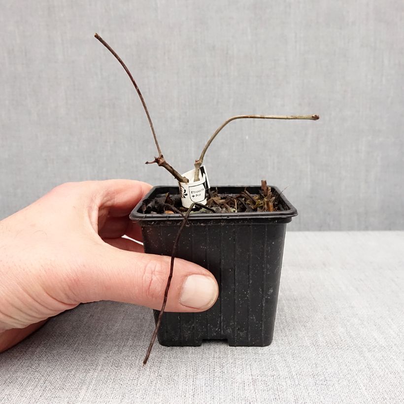 Example of Vigne vierge de Henry - Parthenocissus henryana Godet de 8/9 cm as you get in hiver