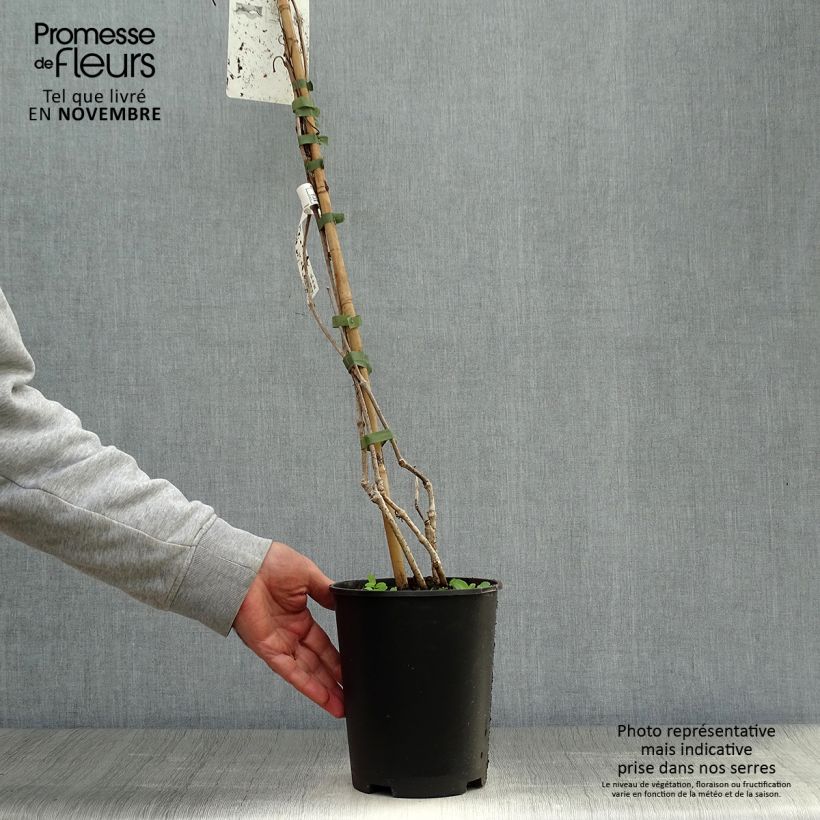 Example of Vigne vierge - Parthenocissus quinquefolia Pot de 2L/3L as you get in automne