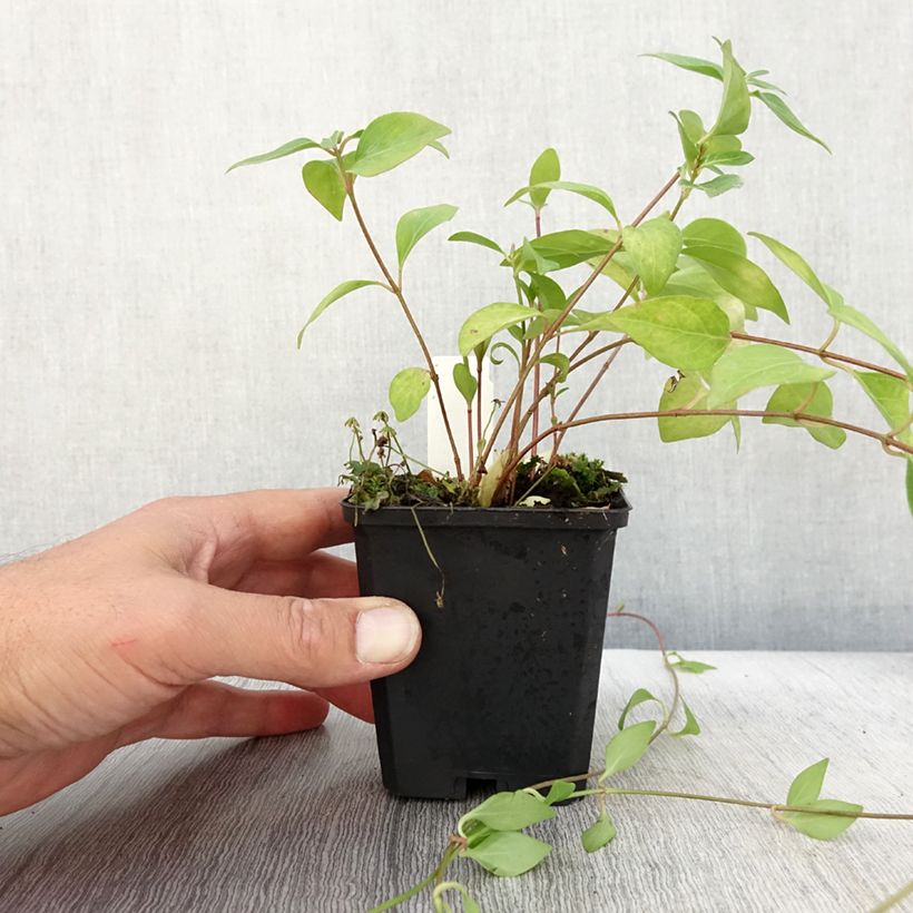 Example of Vinca major Alba - Grande Pervenche blanche Godet de 8/9 cm as you get in automne