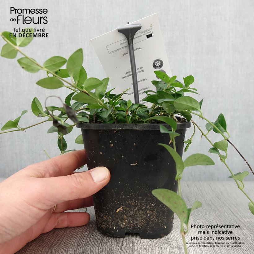 Example of Vinca minor Sebastian s Beste - Trio de petites pervenches Pot de 2L/3L as you get in automne