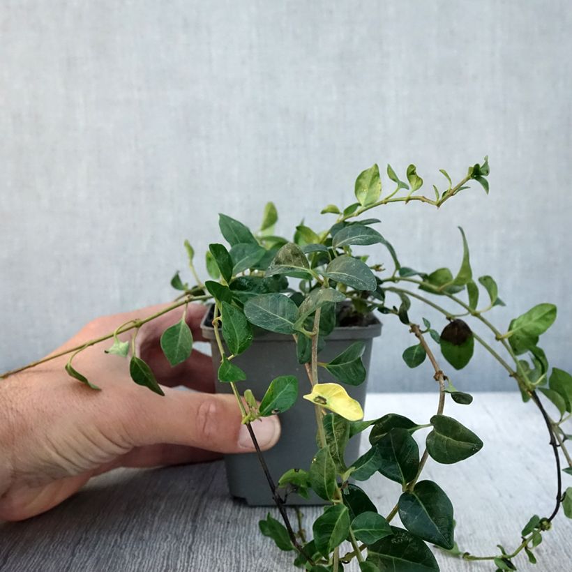 Example of Vinca minor Valentin - Petite Pervenche Godet de 8/9 cm as you get in automne