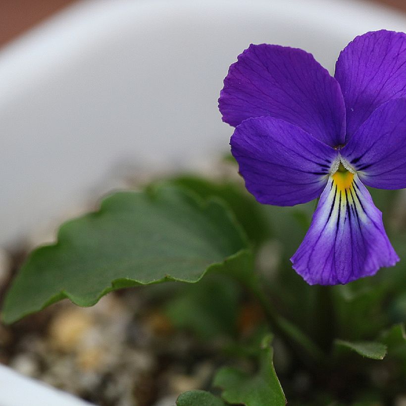 Violette corse, Pensée de Corse - Viola corsica (Foliage)