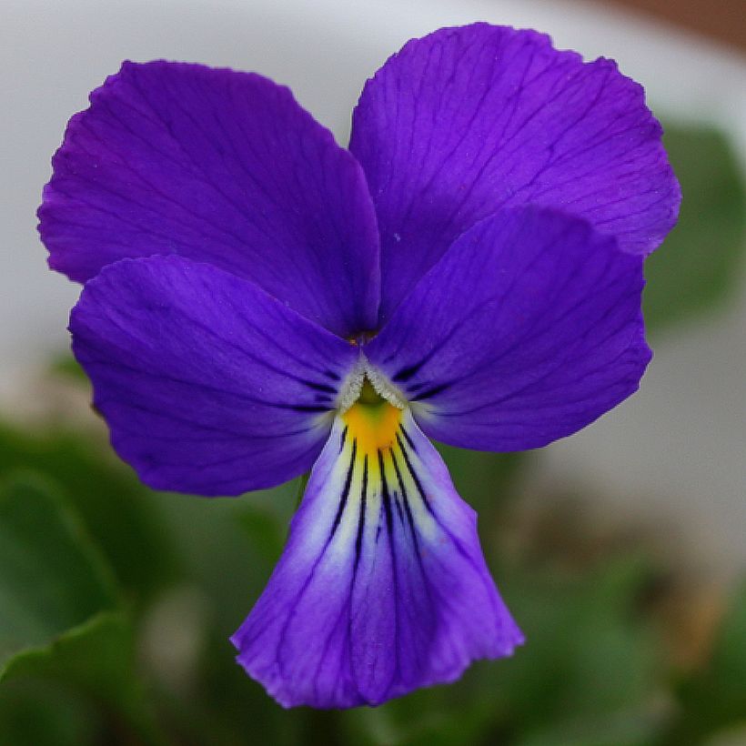 Violette corse, Pensée de Corse - Viola corsica (Flowering)