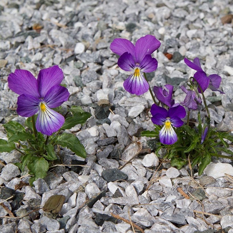 Violette corse, Pensée de Corse - Viola corsica (Plant habit)