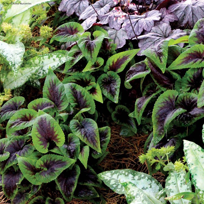 Violette vivace - Viola Heartthrob (Plant habit)
