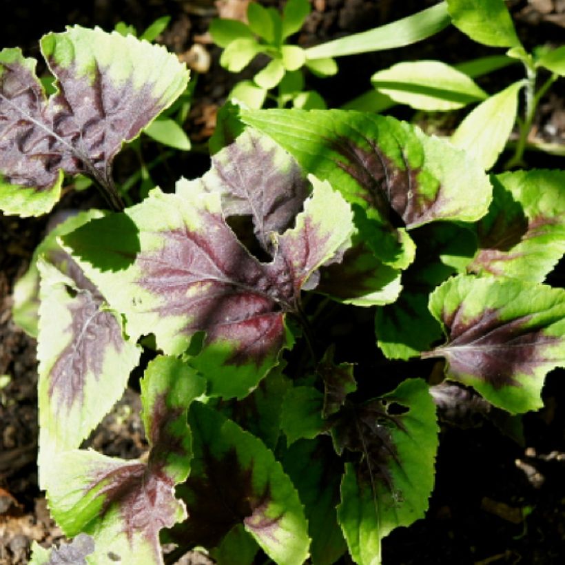 Violette vivace - Viola Heartthrob (Foliage)
