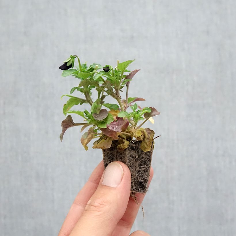 Example of Violette cornue Sorbet Black Delight Mini-motte Jardimotte : motte 3,8 cm x 3,2 cm en plaque de culture par 16 as you get in automne