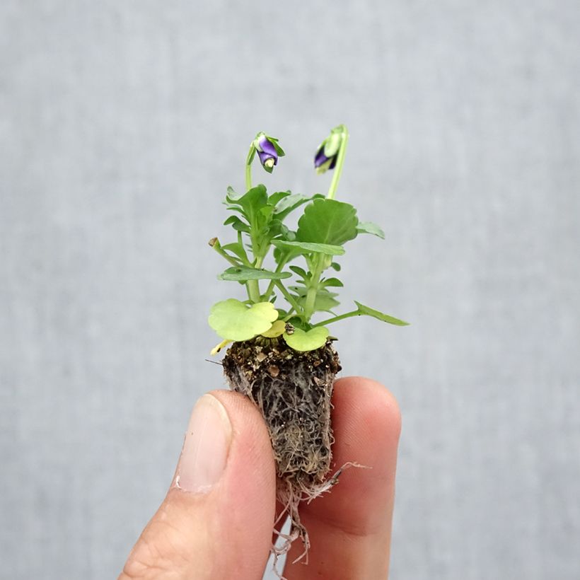 Example of Violette cornue Kitty Surprise Mini-motte Minimotte : motte 2,2 cm x 2 cm en plaque de culture par 35 as you get in automne