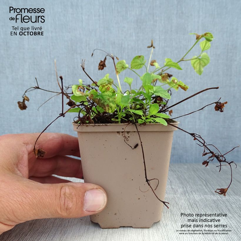 Example of Violette des bois - Viola reichenbachiana Godet de 8/9 cm as you get in automne