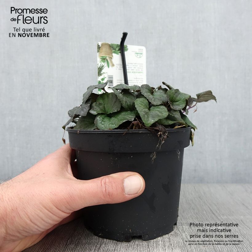 Example of Violette du Labrador - Viola labradorica Pot de 1,5L/2L as you get in automne