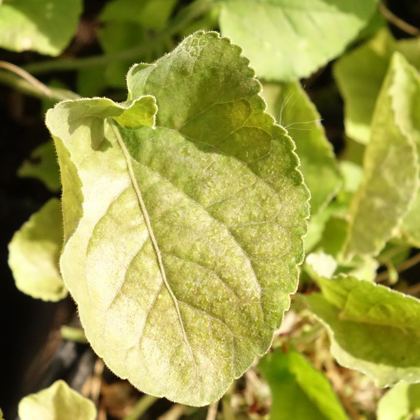 Violette odorante Königin Charlotte - Viola odorata (Foliage)