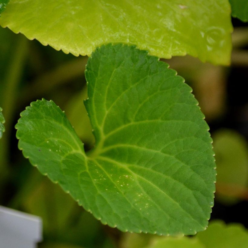 Violette vivace - Viola sororia Freckles, pensée (Foliage)