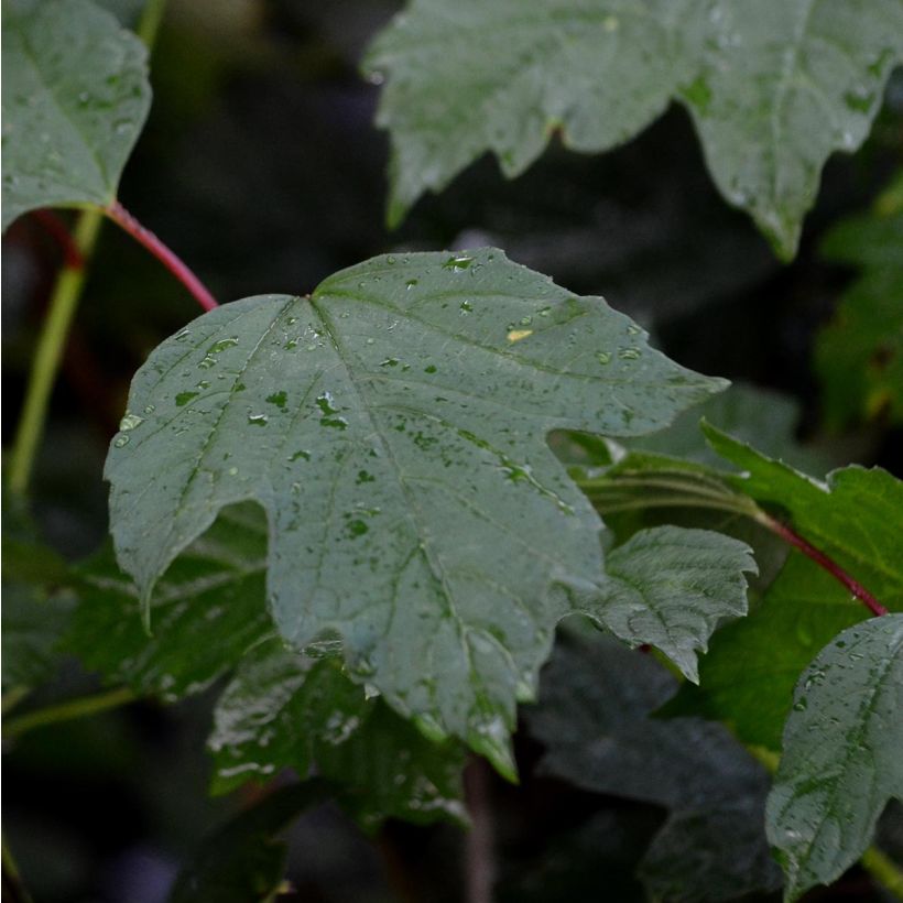 Viorne obier - Viburnum opulus (Foliage)