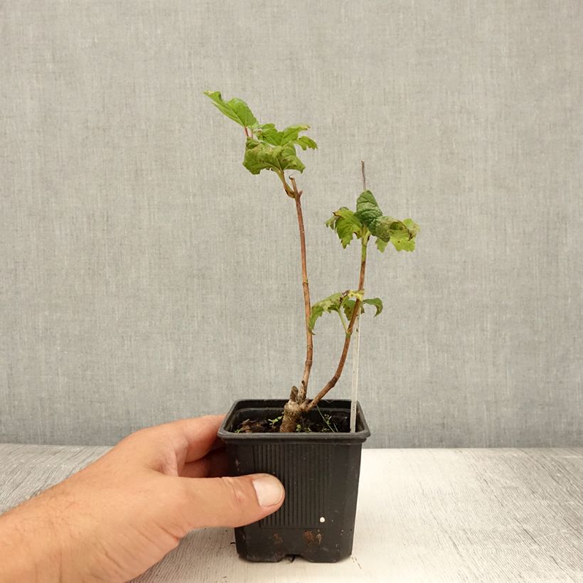 Example of Viorne Boule de Neige - Viburnum opulus Roseum Godet de 8/9 cm as you get in ete