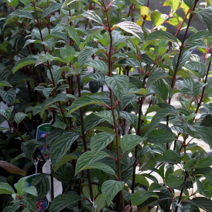 Viorne d'hiver - Viburnum bodnantense Dawn (Foliage)