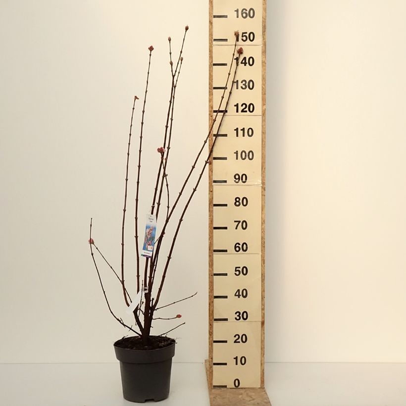 Example of Viorne d'hiver - Viburnum bodnantense Dawn Pot de 7,5L/10L as you get in hiver