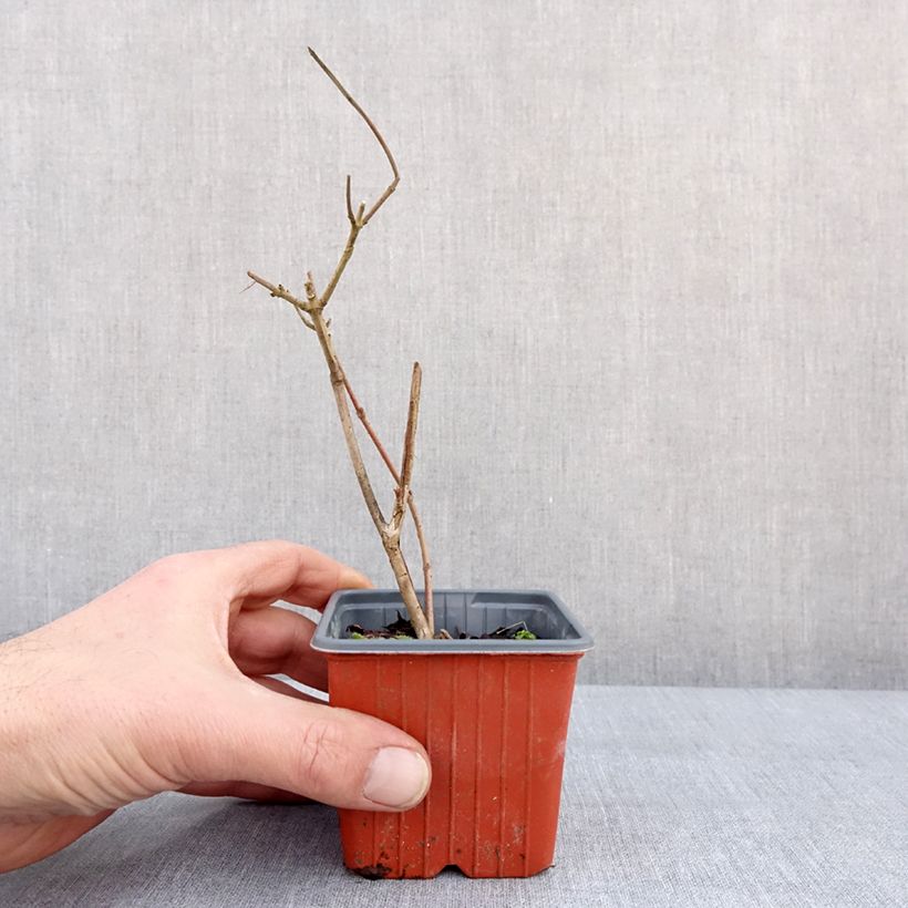 Example of Viorne de Chine - Viburnum plicatum Tomentosum Godet de 8/9 cm as you get in hiver