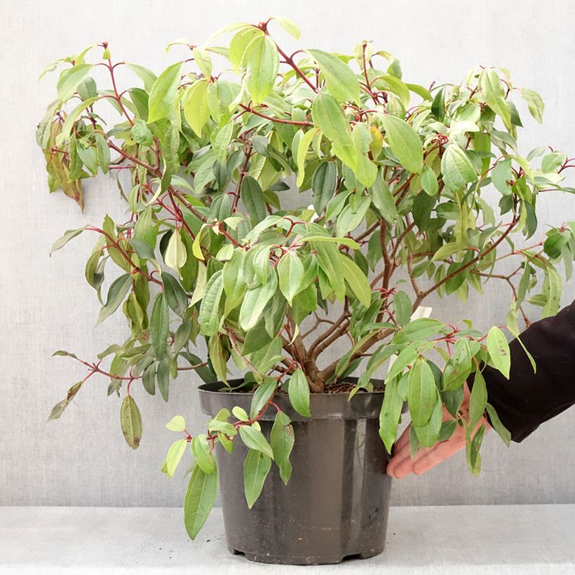 Example of Viorne de David - Viburnum davidii Angustifolium Pot de 7,5L/10L as you get in hiver