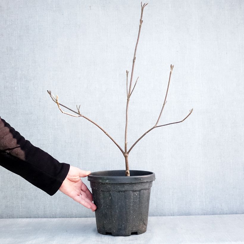 Example of Viorne fourchue - Viburnum furcatum Pot de 6L/7L as you get in hiver