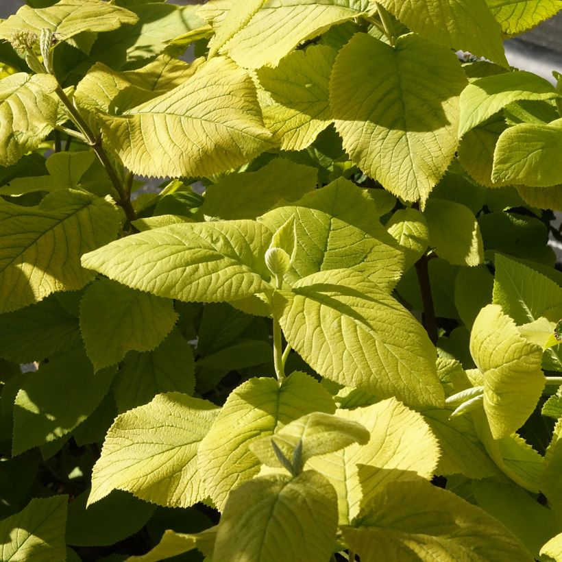 Viorne lantane - Viburnum lantana Aureum (Foliage)