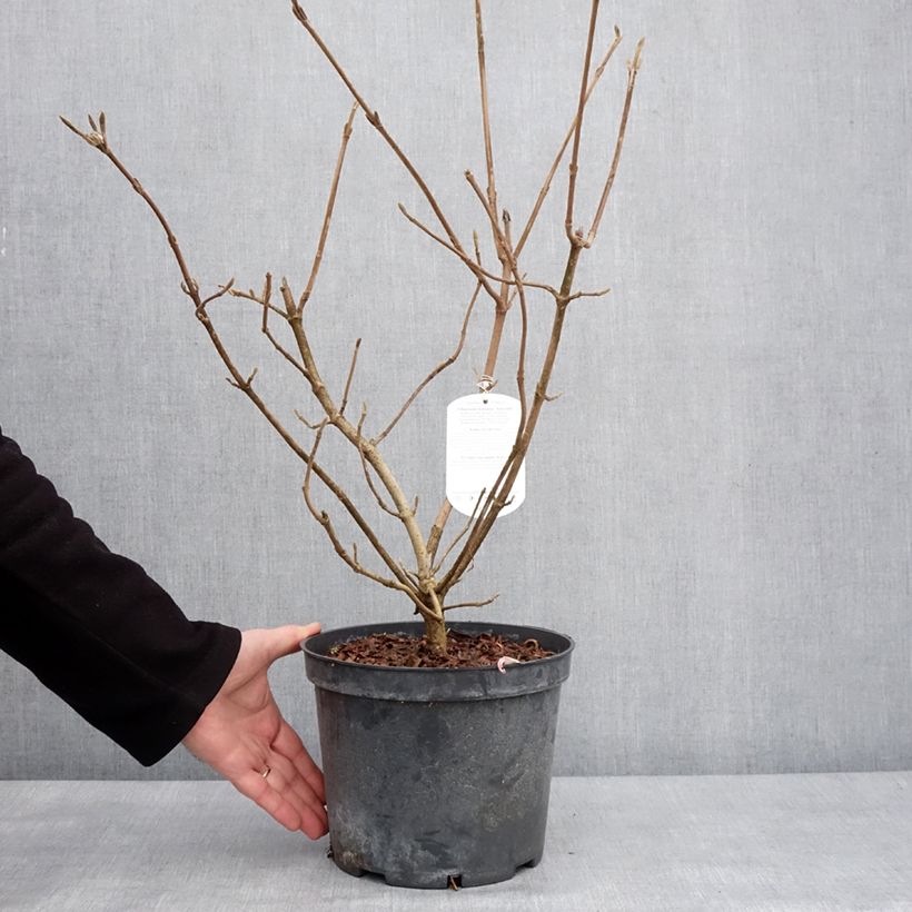 Example of Viorne lantane - Viburnum lantana Aureum Pot de 4L/5L as you get in hiver