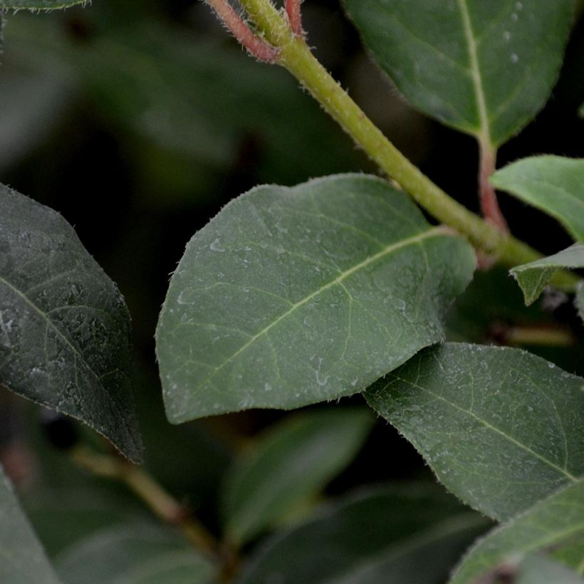 Viburnum tinus Eve Price - Laurier tin (Foliage)