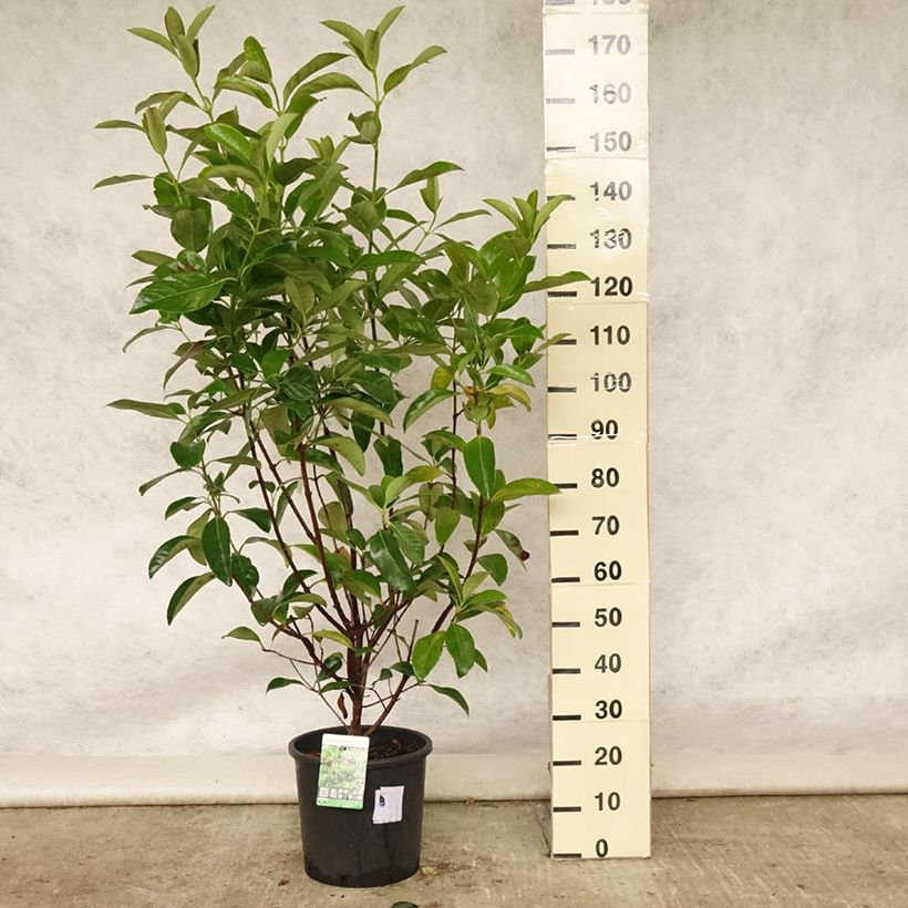 Example of Viorne odorante - Viburnum odoratissimum Pot de 12L/15L as you get in ete