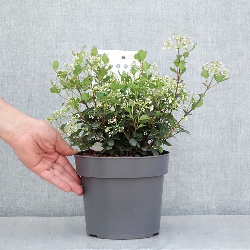 Example of Viorne - Viburnum Fairy Stars Pot de 3L/4L as you get in printemps