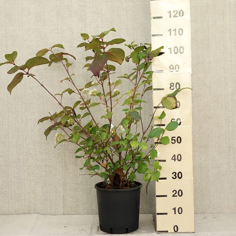 Example of Viorne - Viburnum plicatum Grandiflorum Pot de 12L/15L as you get in automne