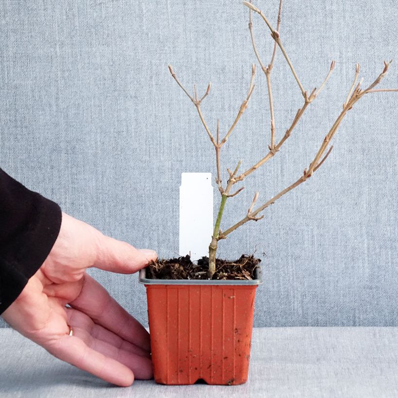 Example of Viorne - Viburnum plicatum Kilimandjaro Godet de 8/9 cm as you get in hiver