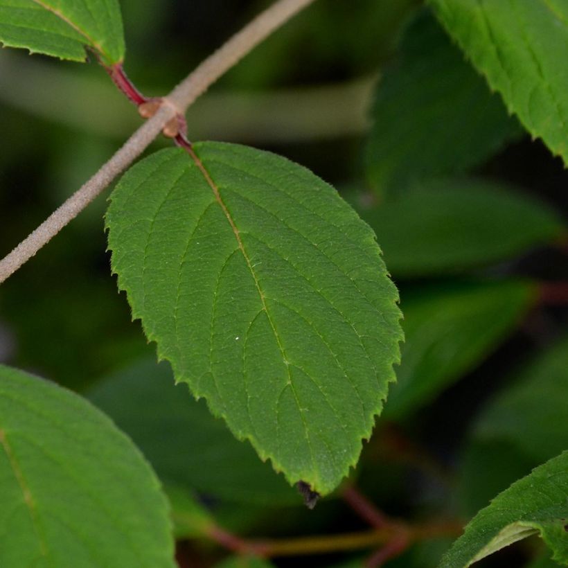 Viorne - Viburnum plicatum Pink Beauty (Foliage)
