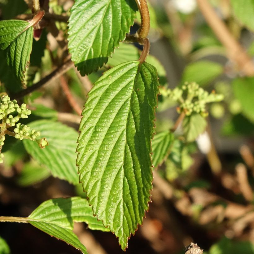 Viorne - Viburnum plicatum Shirogami (Foliage)