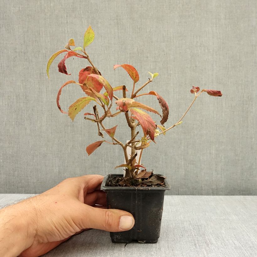 Example of Viorne - Viburnum plicatum Watanabe Godet de 8/9 cm as you get in ete