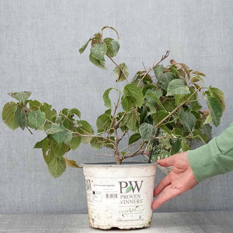Example of Viorne - Viburnum Shiny Dancer Pot de 3L/4L as you get in ete