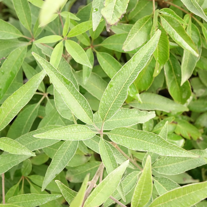 Vitex agnus-castus Blue Didley® - Gattilier (Foliage)