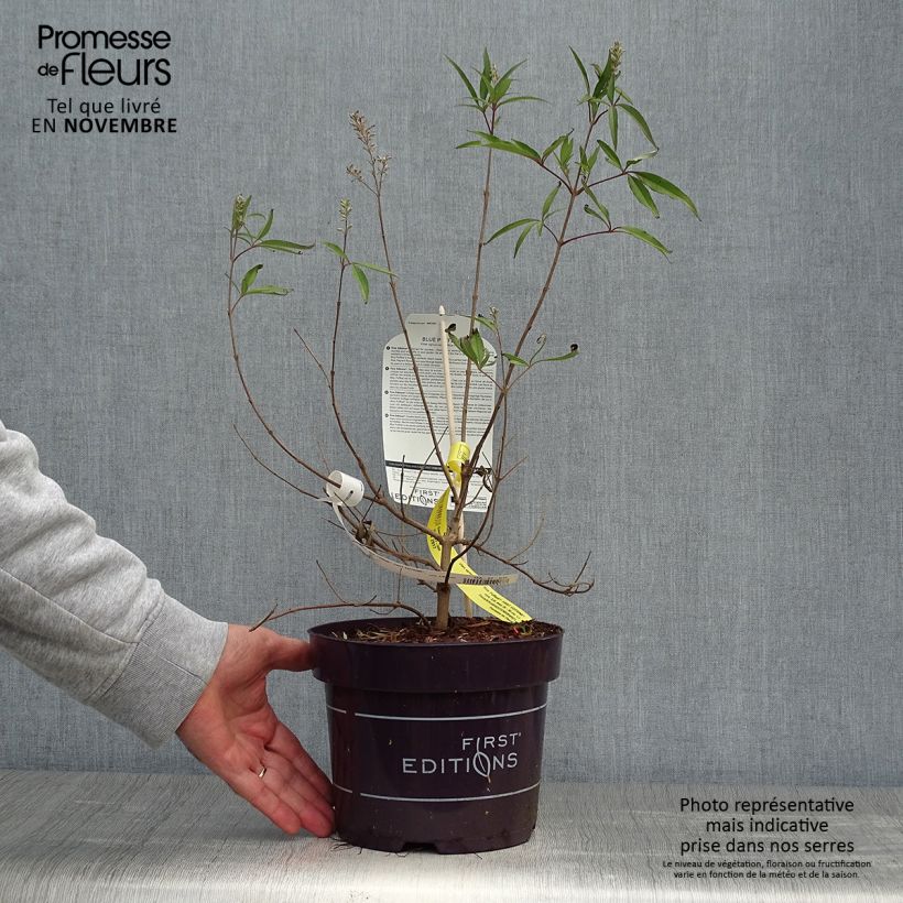 Example of Vitex agnus-castus Blue Puffball - Gattilier Pot de 3L/4L as you get in automne