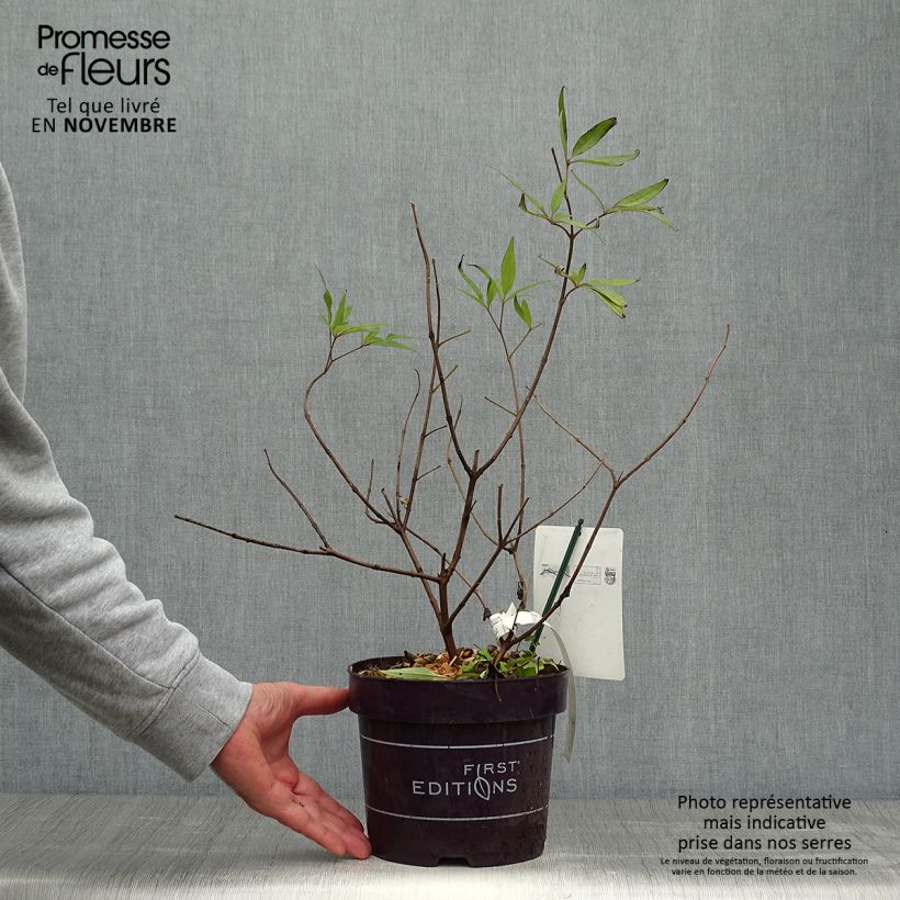 Example of Vitex agnus-castus Delta Blues - Gattilier Pot de 3L/4L as you get in automne