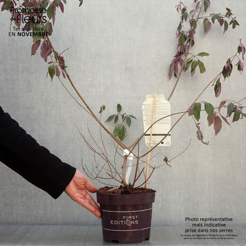 Example of Vitex agnus-castus Flip Side - Gattilier Pot de 3L/4L as you get in automne