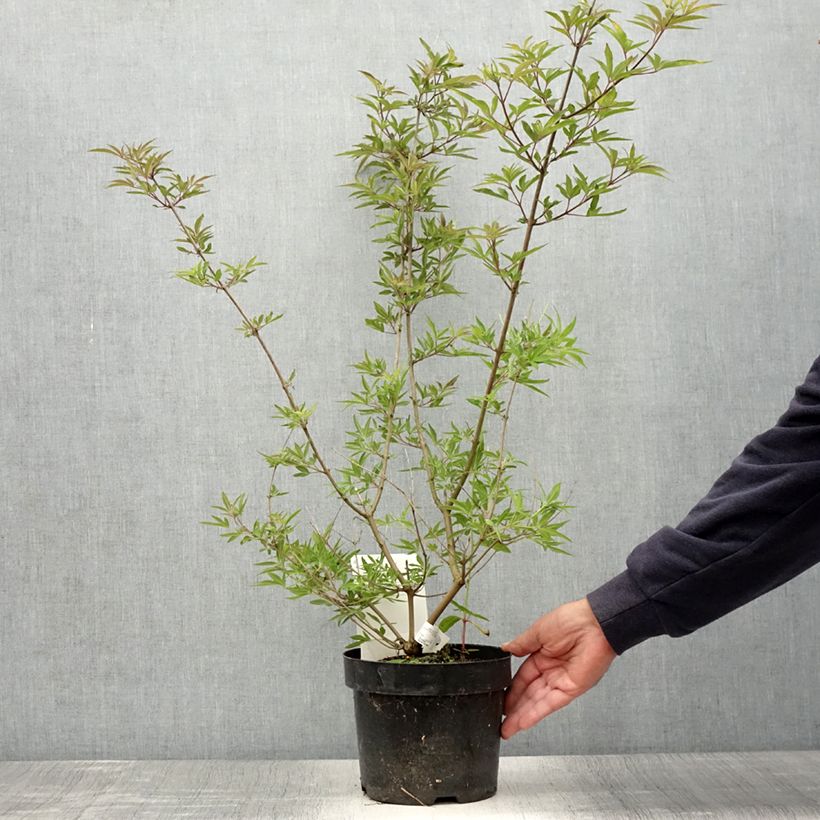Example of Vitex agnus-castus Pink Pinnacle Pot de 3L/4L as you get in ete