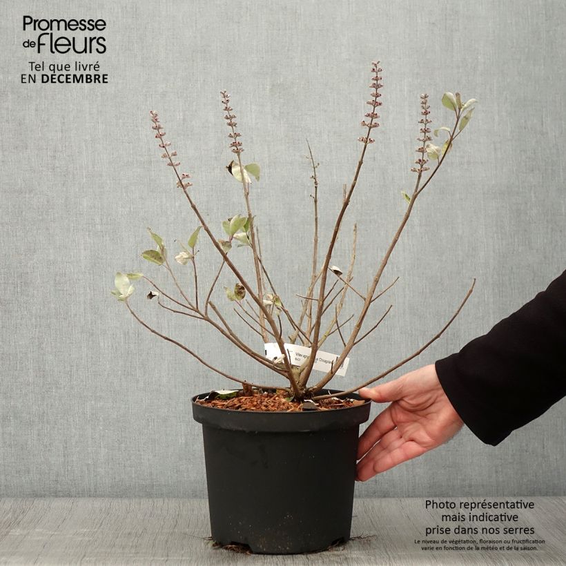 Example of Vitex x agnus-castus Chicagoland Blues - Gattilier Pot de 3L/4L as you get in automne