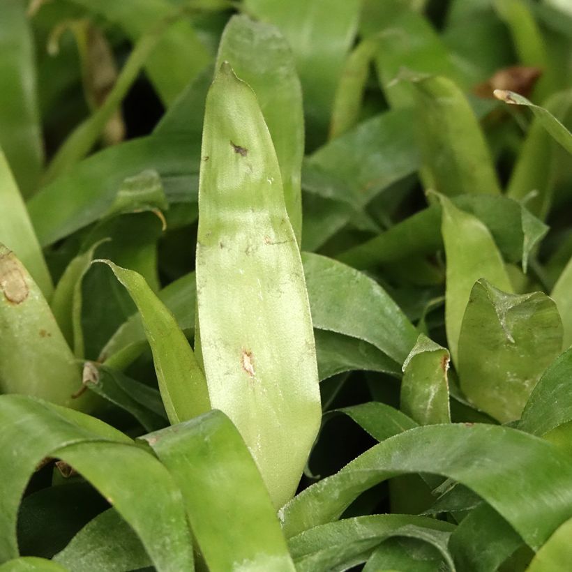 Vriesea Delphinus (Foliage)